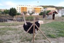 Feria Ibérica de Fundão