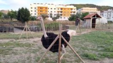 Feria Ibérica de Fundão