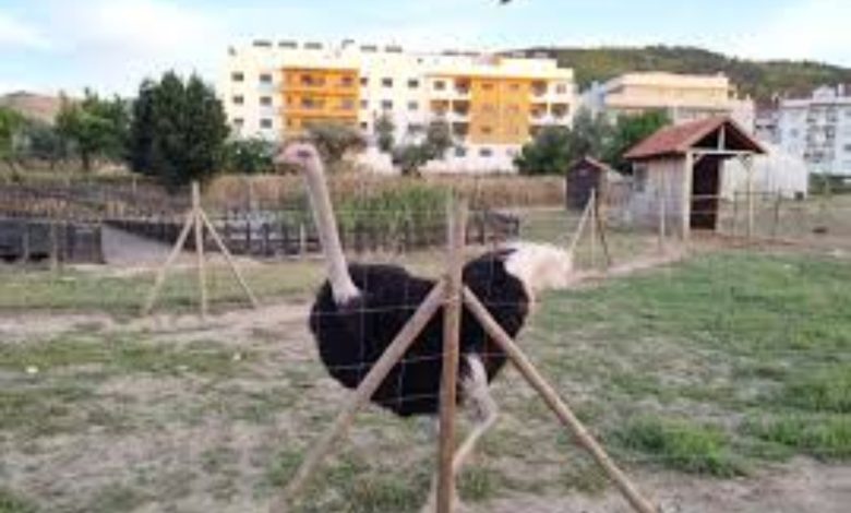 Feria Ibérica de Fundão